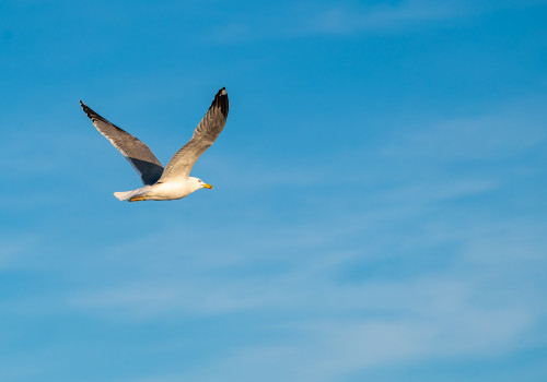 larus argentatus  goeland argente 