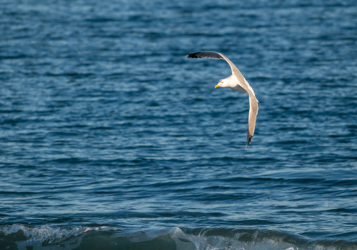 larus argentatus  goeland argente 