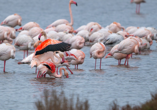 phoenicopterus roseus  flamant rose 