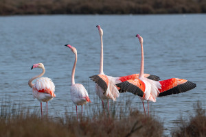 phoenicopterus roseus flamant rose phoenicopterus roseus flamant rose