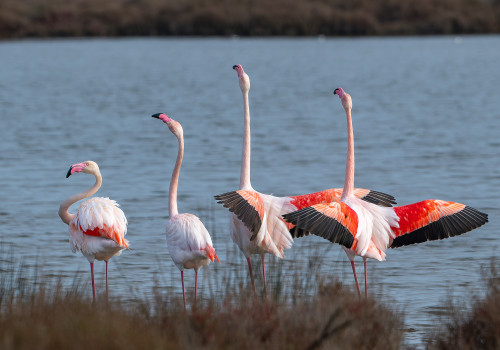 phoenicopterus roseus  flamant rose 