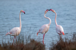 phoenicopterus roseus flamant rose phoenicopterus roseus flamant rose
