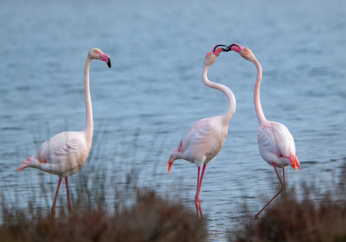 phoenicopterus roseus  flamant rose 