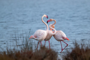 phoenicopterus roseus flamant rose phoenicopterus roseus flamant rose