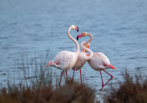 phoenicopterus roseus  flamant rose 