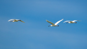 platalea leucorodia spatule blanche platalea leucorodia spatule blanche