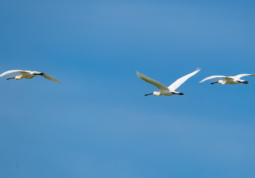 platalea leucorodia  spatule blanche 