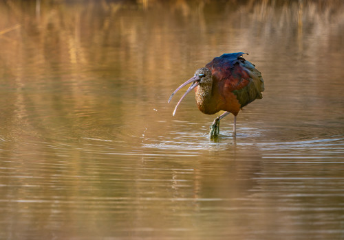 plegadis falcinellus  ibis falcinelle 