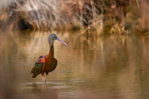 plegadis falcinellus ibis falcinelle plegadis falcinellus ibis falcinelle