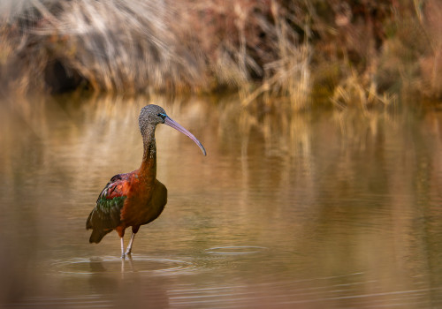plegadis falcinellus  ibis falcinelle 