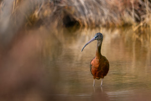 plegadis falcinellus ibis falcinelle plegadis falcinellus ibis falcinelle
