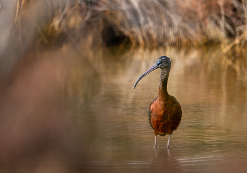 plegadis falcinellus  ibis falcinelle 