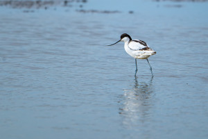 recurvirostra avosetta avocette elegante recurvirostra avosetta avocette elegante