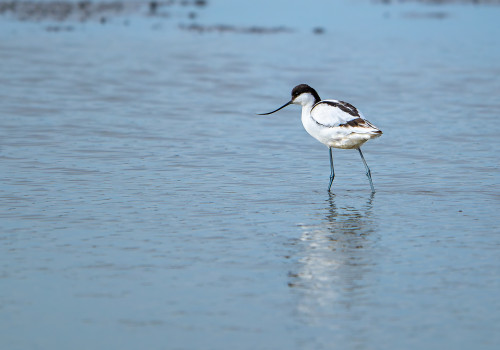 recurvirostra avosetta  avocette elegante 