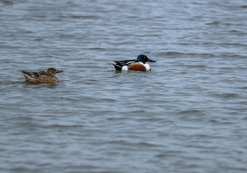 spatula clypeata  le canard souchet  