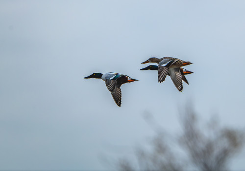 spatula clypeata  le canard souchet  