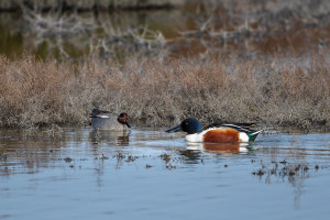 spatula clypeata le canard souchet spatula clypeata le canard souchet