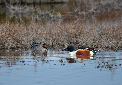 spatula clypeata  le canard souchet  