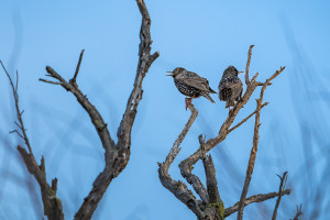sturnus vulgaris etourneau sansonnet sturnus vulgaris etourneau sansonnet