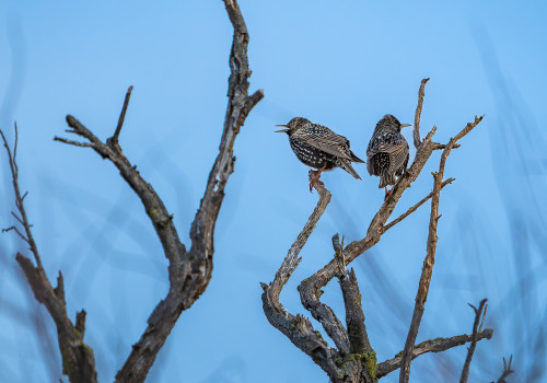 sturnus vulgaris  etourneau sansonnet 