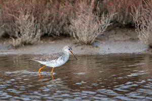 tringa erythropus chevalier arlequin tringa erythropus chevalier arlequin
