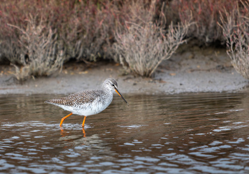 tringa erythropus  chevalier arlequin 