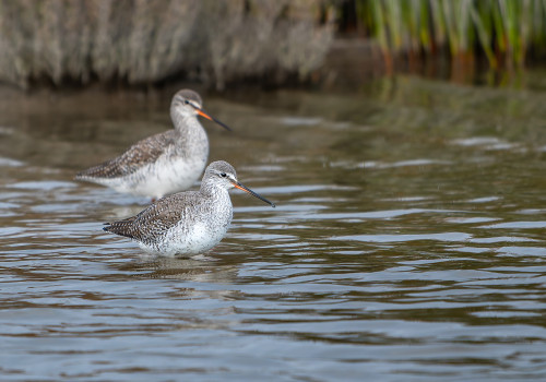 tringa erythropus  chevalier arlequin 