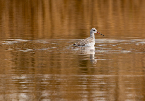 tringa erythropus  chevalier arlequin 