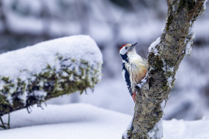 dendrocoptes medius pic mar dendrocoptes medius pic mar