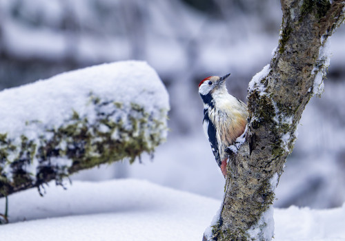 dendrocoptes medius  pic mar 