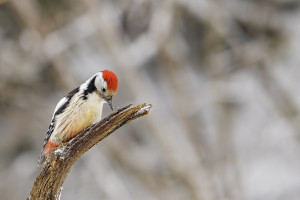 dendrocoptes medius pic mar dendrocoptes medius pic mar