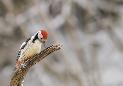 dendrocoptes medius  pic mar 