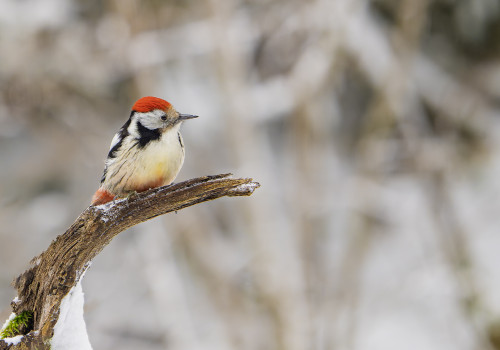 dendrocoptes medius  pic mar 