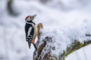 dendrocoptes medius pic mar dendrocoptes medius pic mar