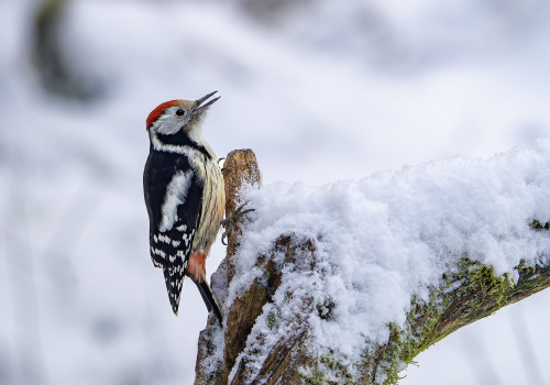 dendrocoptes medius  pic mar 