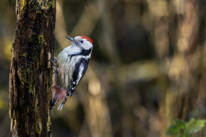 dendrocoptes medius pic mar dendrocoptes medius pic mar