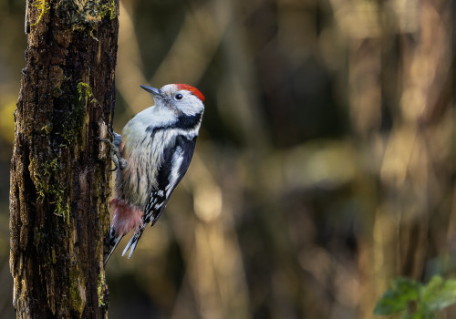 dendrocoptes medius  pic mar 