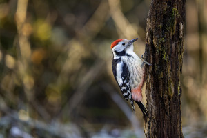 dendrocoptes medius pic mar dendrocoptes medius pic mar