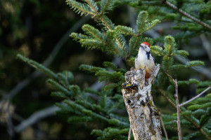 dendrocoptes medius pic mar dendrocoptes medius pic mar