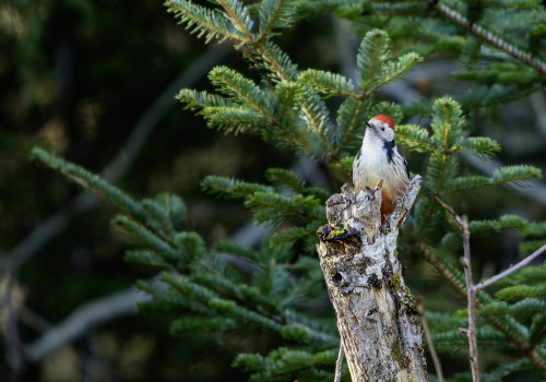 dendrocoptes medius  pic mar 