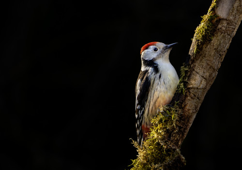 dendrocoptes medius  pic mar 