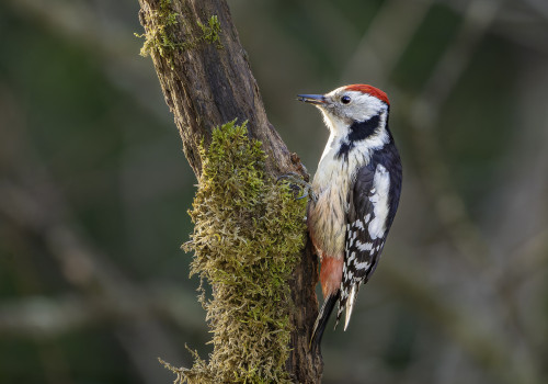 dendrocoptes medius  pic mar 