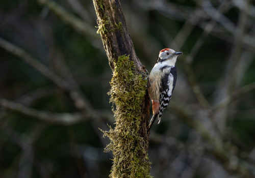 dendrocoptes medius  pic mar 