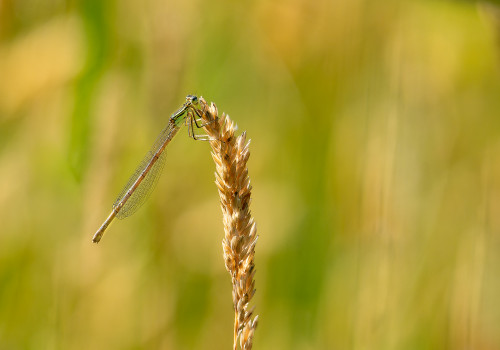 platycnemis acutipennis agrion orange femelle platycnemis acutipennis agrion orange femelle
