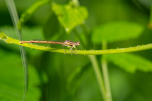 platycnemis acutipennis agrion orange femelle platycnemis acutipennis agrion orange femelle
