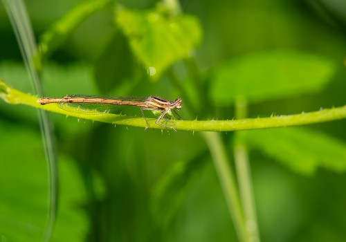 platycnemis acutipennis agrion orange femelle platycnemis acutipennis agrion orange femelle
