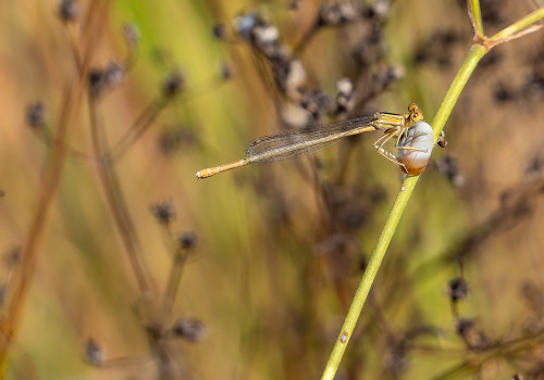 platycnemis acutipennis agrion orange femelle platycnemis acutipennis agrion orange femelle
