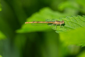 platycnemis acutipennis agrion orange femelle platycnemis acutipennis agrion orange femelle