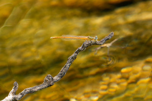 platycnemis acutipennis agrion orange male platycnemis acutipennis agrion orange male