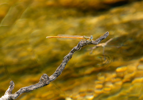 platycnemis acutipennis agrion orange male platycnemis acutipennis agrion orange male